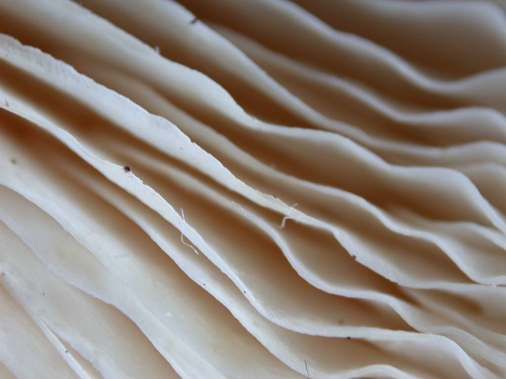 Ti mancava il ... QUIZ !!!